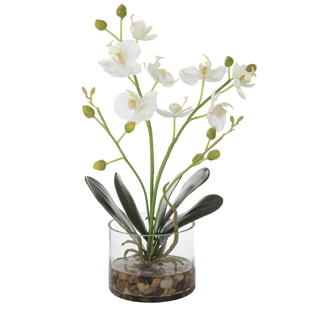 Uttermost Uttermost Glory Orchid